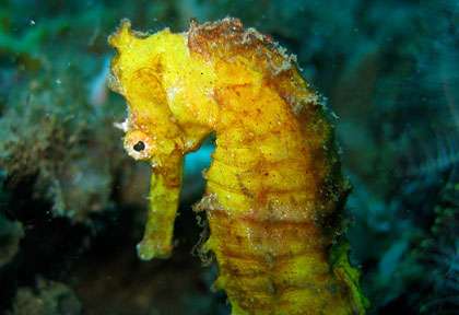 Hyppocampe à Lembeh