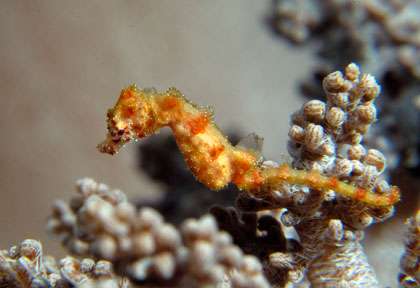 Hyppocampe en Indonésie