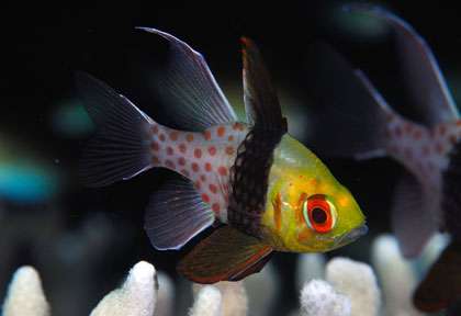 Iles Tongian en Plongée