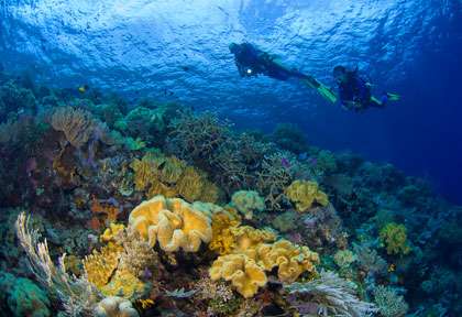 Voyage plongée en Indonésie