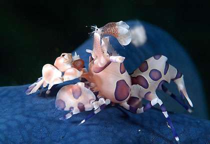 Crevette Arlequin en plongée en Indonésie