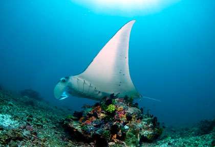 Raie Manta en croisière plongée à Komodo