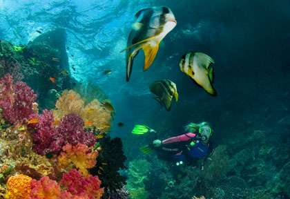 Croisière plongée Raja Ampat