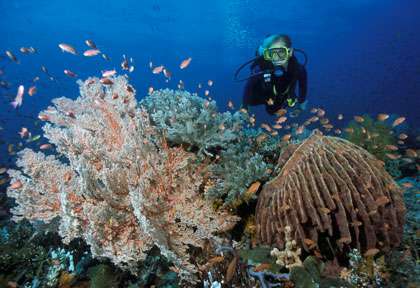 croisière plongée Sulawesi