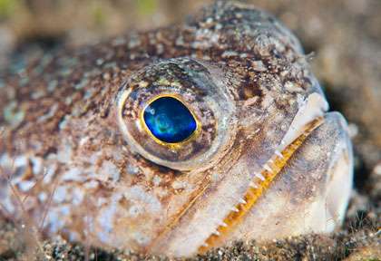 Croisière plongée en Indonésie à Alor