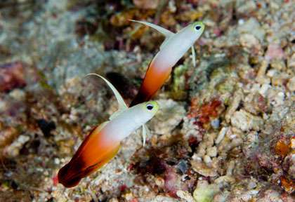 Croisière plongée dan se Kalimantan en Indonésie