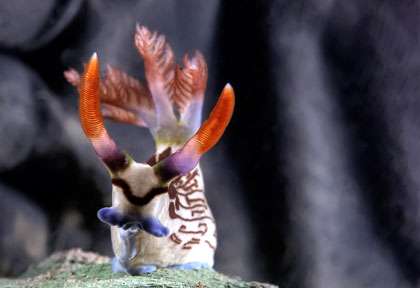 Nudibranche à Mabul et Kapalai