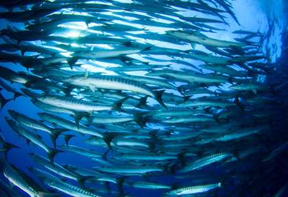 Plongée avec les barracudas de Sipadan