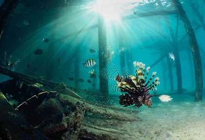 Plongée à Sipadan Mabul