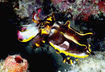 Seiche flamboyante en plongée Sipadan