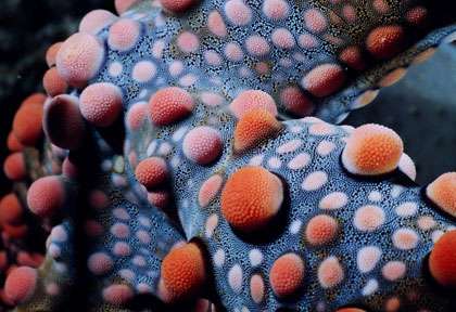 Plongée à Mataking