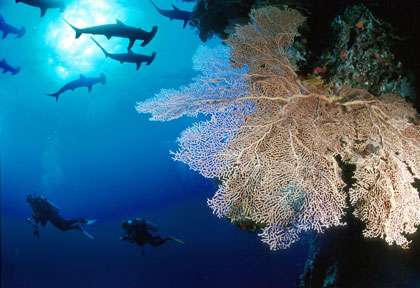 Requin marteau à Layang Layang