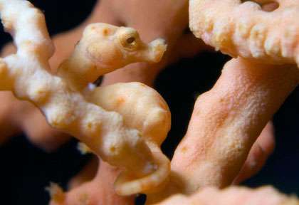 Hyppocampe Pygmée à Layang Layang