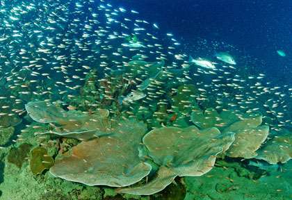Voyage plongée à Lankayan