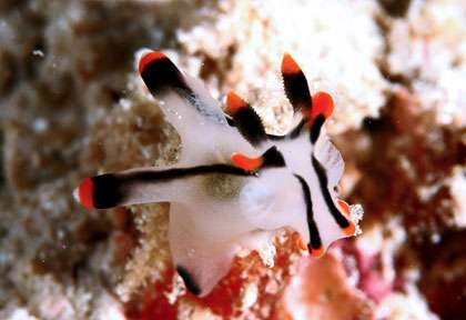 Voyage plongée à Lankayan