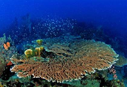 Voyage plongée à Lankayan