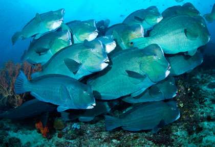 Perroquets à bosse à Raja ampat