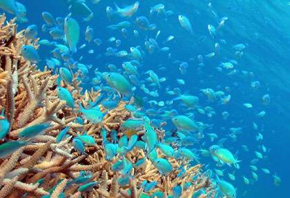 Plongée à Okinawa au Japon