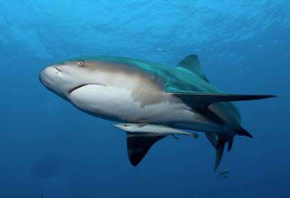 Plongée Ponta do Ouro