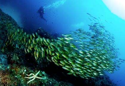 Banc de Fusilliers à Ponta de Ouro