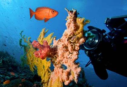 Plongée au Mozambique