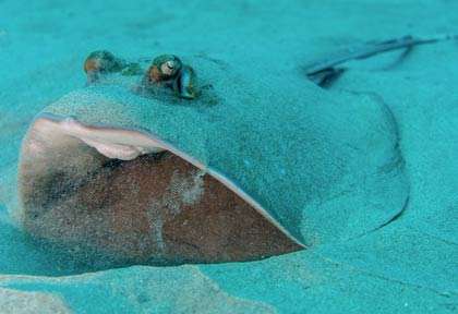 Raie pastenague en plongée au Mozambique