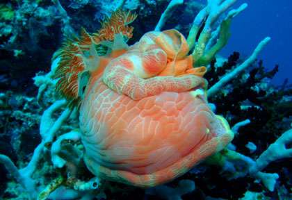 Danseuse espagnole en Tanzanie