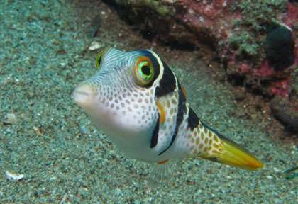 Voyage plongée à Cabilao