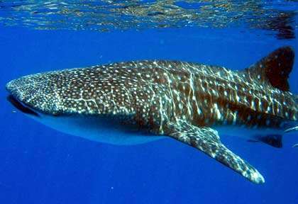 Requin baleine en plongée à Madagascar