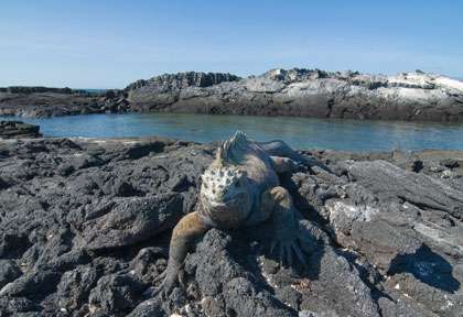 Iguane marin des Galapagos