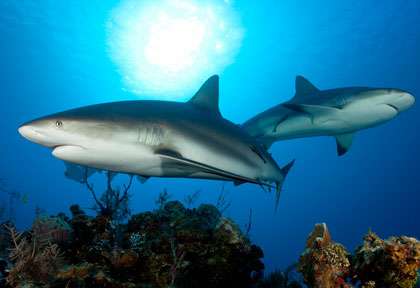 Requin à Cuba dans les Jardins de la Reine