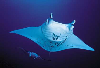 Raie manta à Manihi