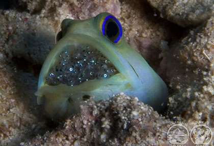 Plongée au Belize
