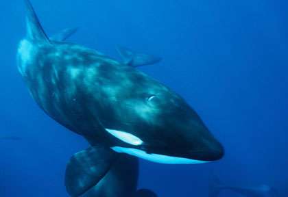 Orque en plongée en Papouasie à Walindi