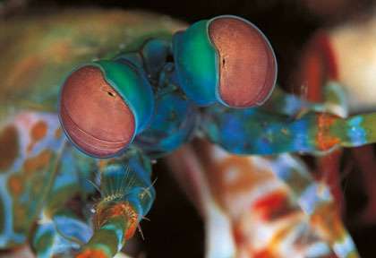 Mantis Shrimp en plongée en Indonésie