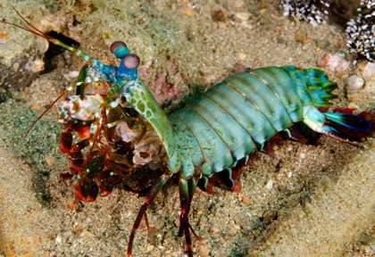 mantis shrimp aux Philippines