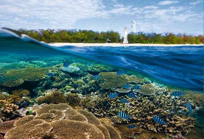 Les coraux de la Grande Barrière