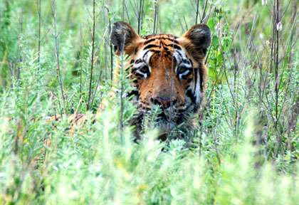 Inde - Rajasthan - Ranthambore - Tigre du Bengale © Sita