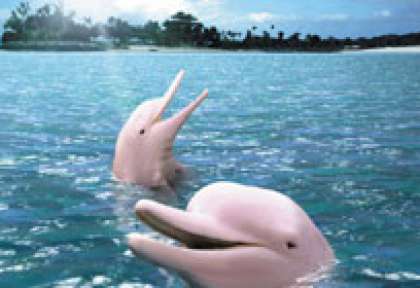 Le lagon des dauphin à Singapour