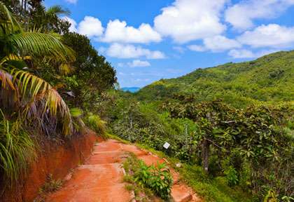Vallée de Mai à Praslin aux Seychelles