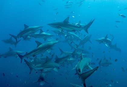 Requins en Afrique du Sud