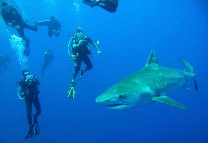 Plongée requin tigre en Afrique du Sud