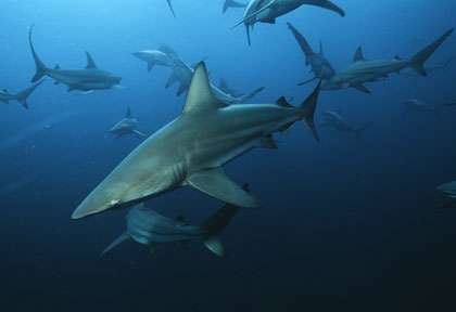Requin en Afrique du sud