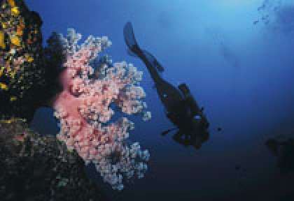 La Réunion plongée sous-marine