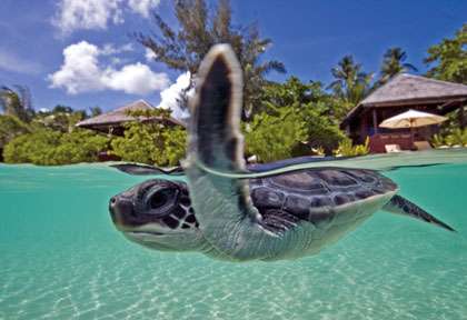 Plongée avec les tortues à Wakatobi