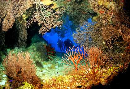Plongée Grand Cayman