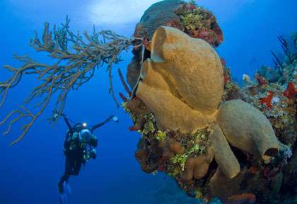 Plongée Grand Cayman