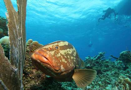 Mérou plongée Cayman Brac