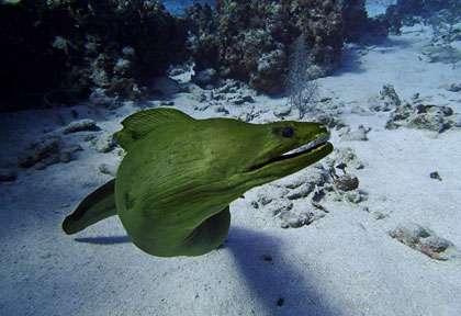 Murène plongée Cayman Brac
