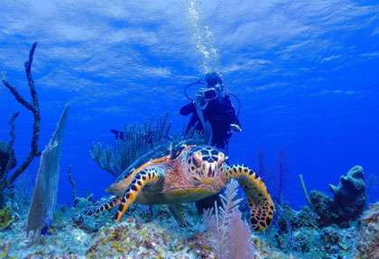 Tortue Plongée Cayman Brac